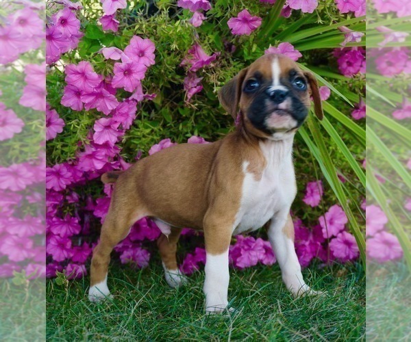 Medium Photo #4 Boxer Puppy For Sale in NAPPANEE, IN, USA