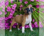 Small Photo #4 Boxer Puppy For Sale in NAPPANEE, IN, USA