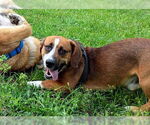 Small #3 Basset Hound-German Shepherd Dog Mix