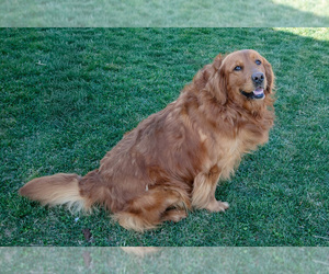 Father of the Golden Retriever puppies born on 02/13/2026