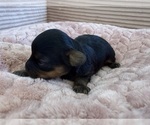 Small Photo #55 Yorkipoo Puppy For Sale in ARLINGTON, TX, USA