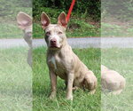 Small #1 Catahoula Bulldog