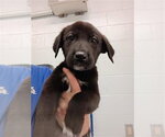 Small Labrador Retriever Mix