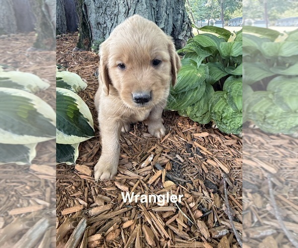 Medium Photo #3 Golden Retriever Puppy For Sale in PANA, IL, USA