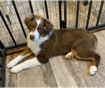 Small Photo #5 Australian Shepherd Puppy For Sale in COLORADO SPRINGS, CO, USA