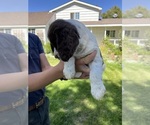 Small #3 English Springer Spaniel