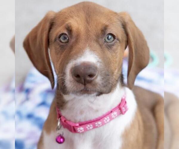 Medium Photo #7 Mutt Puppy For Sale in San Diego, CA, USA