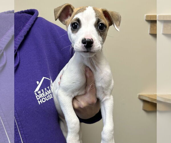 Medium Photo #2 Feist Terrier-Jack Russell Terrier Mix Puppy For Sale in Batavia, OH, USA