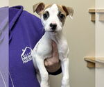 Small #1 Feist Terrier-Jack Russell Terrier Mix