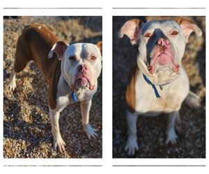American Pit Bull Terrier-Bulldog Mix Dogs for adoption in St. Ann, MO, USA