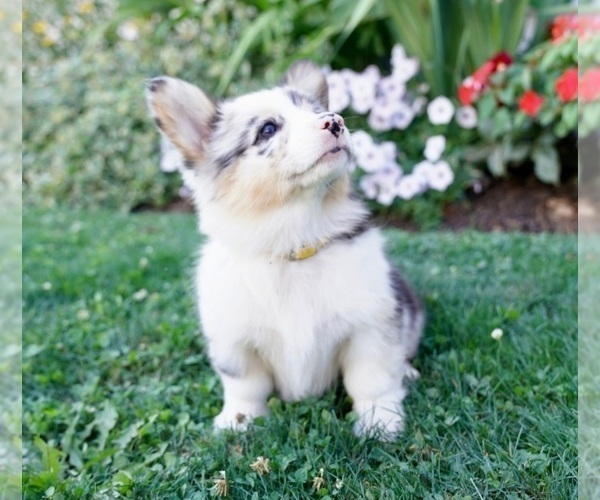 Medium Photo #3 Pembroke Welsh Corgi Puppy For Sale in PARADISE, PA, USA