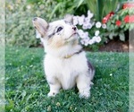 Small #2 Pembroke Welsh Corgi