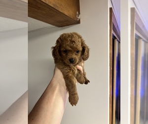 Cavapoo Puppy for sale in KALAMAZOO, MI, USA