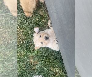 Golden Retriever Puppy for Sale in SEVERANCE, Colorado USA