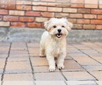Small #5 Shih Tzu Mix