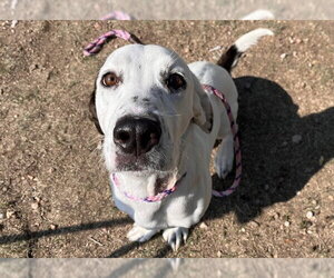 Basset Hound-Unknown Mix Dogs for adoption in Pueblo, CO, USA