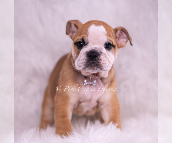 Medium Photo #2 Bulldog Puppy For Sale in WARSAW, IN, USA