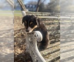 Small Photo #57 Australian Shepherd Puppy For Sale in FARMVILLE, VA, USA