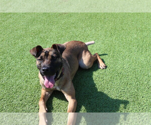 Medium Photo #17 Black Mouth Cur-Unknown Mix Puppy For Sale in Chestertown, MD, USA