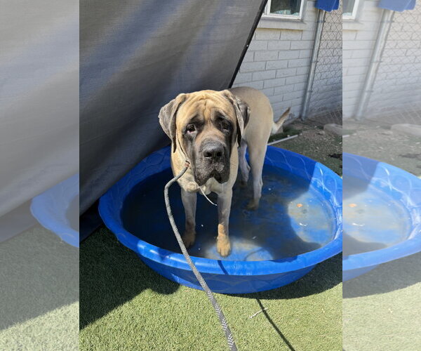 Medium Photo #1 Mastiff Puppy For Sale in Goodyear, AZ, USA