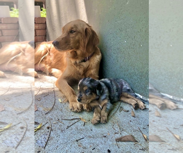 Medium Photo #23 Border Collie-Golden Retriever Mix Puppy For Sale in OVERLAND PARK, KS, USA