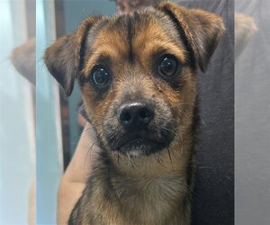 Mutt Dogs for adoption in Woodbury, NY, USA