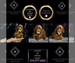 Puppy Cheyenne AKC Poodle (Miniature)