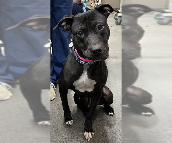 Medium Photo #1 Mutt Puppy For Sale in Forestville, MD, USA