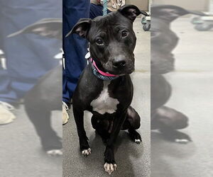 Mutt Dogs for adoption in Forestville, MD, USA