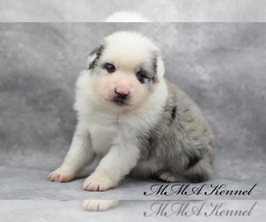 Australian Shepherd Puppy for sale in EASTON, MO, USA