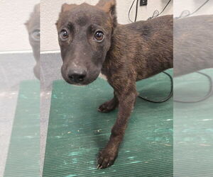 American Pit Bull Terrier-German Shepherd Dog Mix Dogs for adoption in Glen Allen, VA, USA