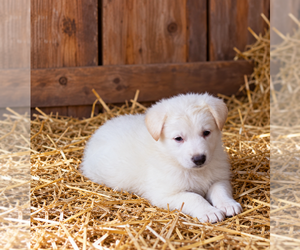 German Shepherd Dog Puppy for sale in SPOTSYLVANIA, VA, USA