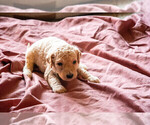 Small Photo #4 Goldendoodle Puppy For Sale in ASHEVILLE, NC, USA