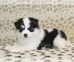 Small #1 Pomsky