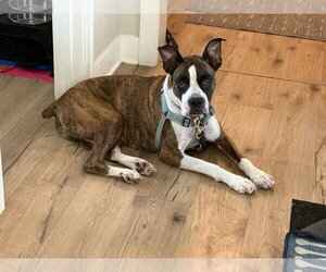 Boxer Dogs for adoption in Woodbury, MN, USA