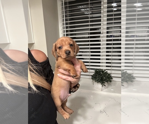 Medium Photo #8 Dachshund Puppy For Sale in SAN DIEGO, CA, USA