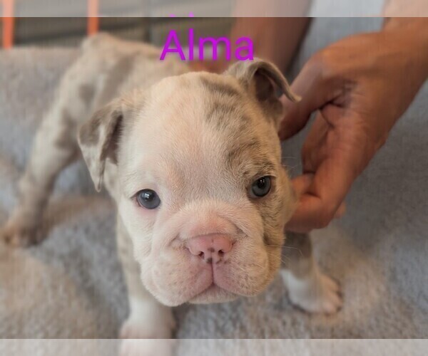 Medium Photo #9 Bulldog Puppy For Sale in MARIETTA, GA, USA