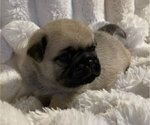Small Photo #7 Pug Puppy For Sale in ZEBULON, NC, USA