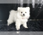 Small #2 Pomeranian