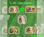 Puppy Mr Lime Green Golden Retriever