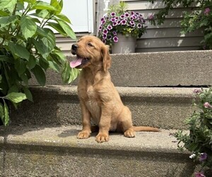 Golden Retriever Puppy for sale in THORP, WI, USA