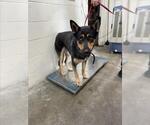 Small German Shepherd Dog Mix