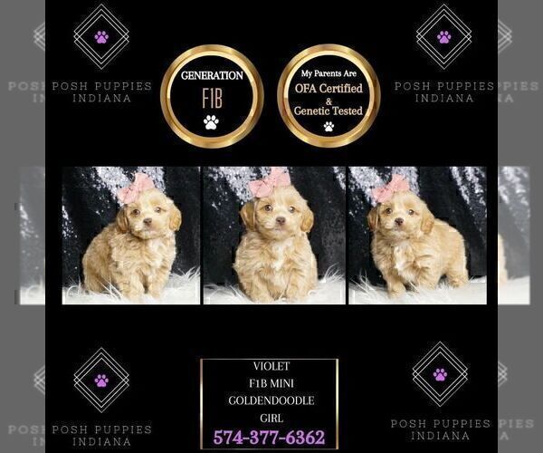 Medium Photo #3 Goldendoodle (Miniature) Puppy For Sale in WARSAW, IN, USA