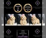 Small #2 Goldendoodle (Miniature)