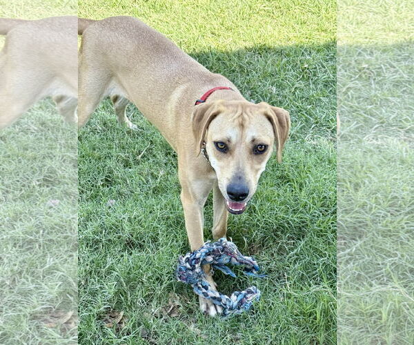 Medium Photo #3 Labrador Retriever-Unknown Mix Puppy For Sale in Fort Worth, TX, USA