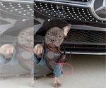 Small #1 French Bulldog