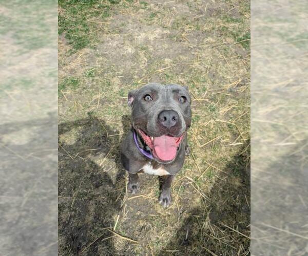 Medium Photo #1 American Pit Bull Terrier Puppy For Sale in Saginaw, MI, USA