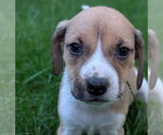 Small #4 Beagle
