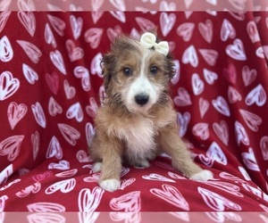 Aussiedoodle Miniature Puppy for sale in LAKELAND, FL, USA