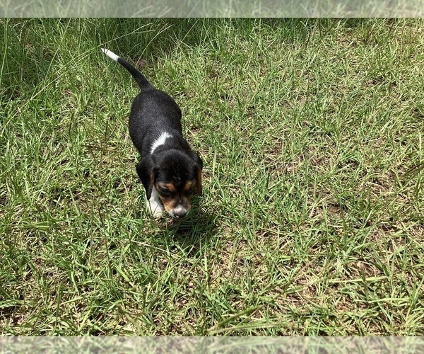 Medium Photo #14 Beagle Puppy For Sale in COLDSPRING, TX, USA